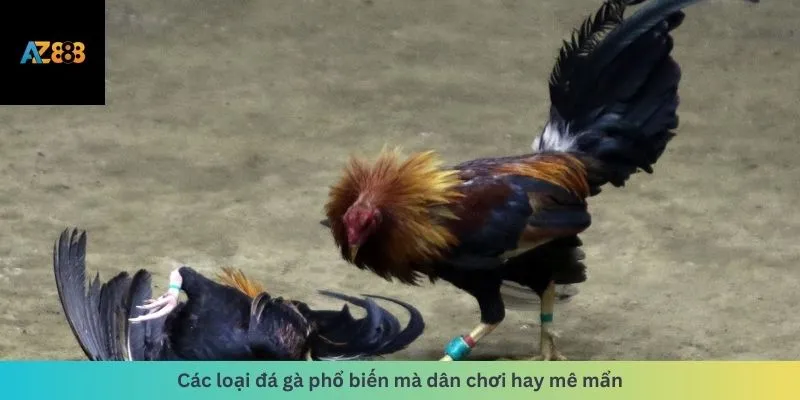 Đá Gà 1 Các loại đá gà phổ biến