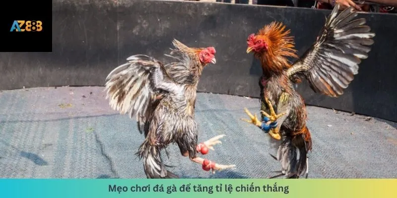 Đá Gà 2 Mẹo chơi tăng tỷ lệ thắng