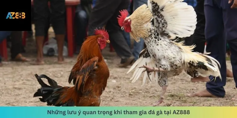 Đá Gà 3 Những lưu ý quan trọng