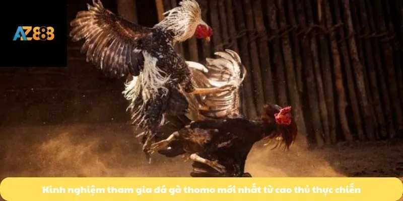 Kinh nghiệm tham gia đá gà thomo mới nhất từ cao thủ thực chiến