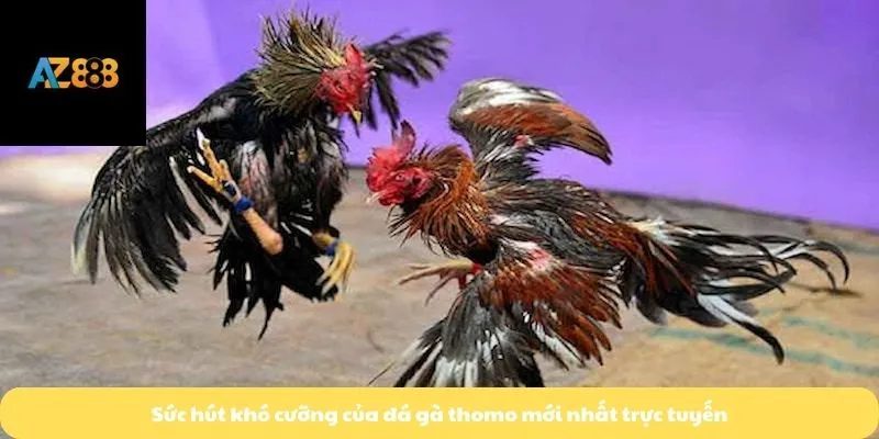 Sức hút khó cưỡng của đá gà thomo mới nhất trực tuyến