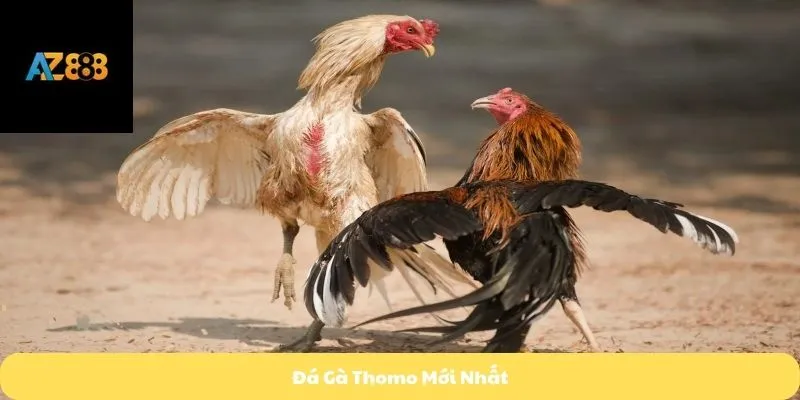 đá gà thomo mới nhất