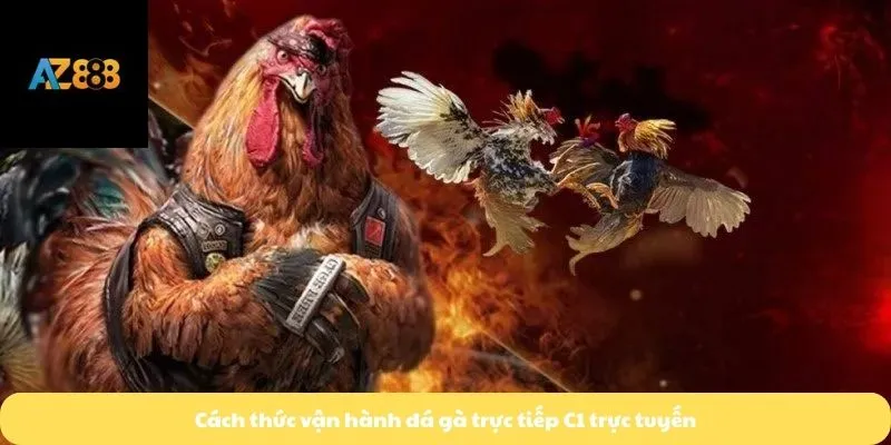 Cách thức vận hành đá gà trực tiếp C1 trực tuyến