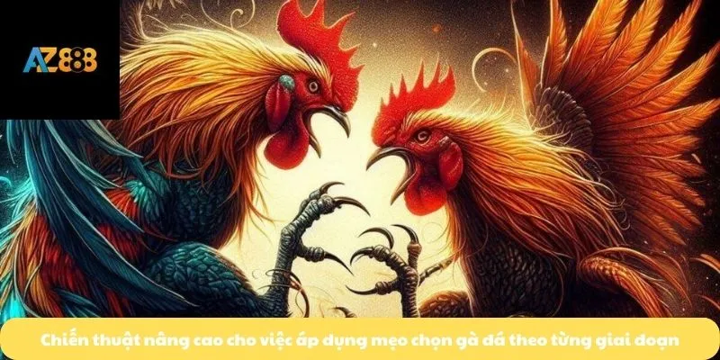 Chiến thuật nâng cao cho việc áp dụng mẹo chọn gà đá theo từng giai đoạn