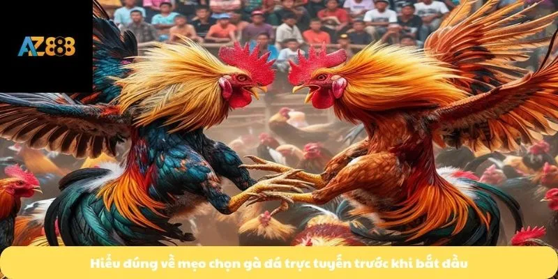Hiểu đúng về mẹo chọn gà đá trực tuyến trước khi bắt đầu